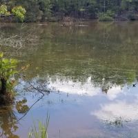 Hurricane Grove Road North Homestead Winn Parish 124 Acres - images 3