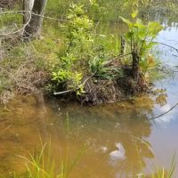 Hurricane Grove Road North Homestead Winn Parish 124 Acres - images 4
