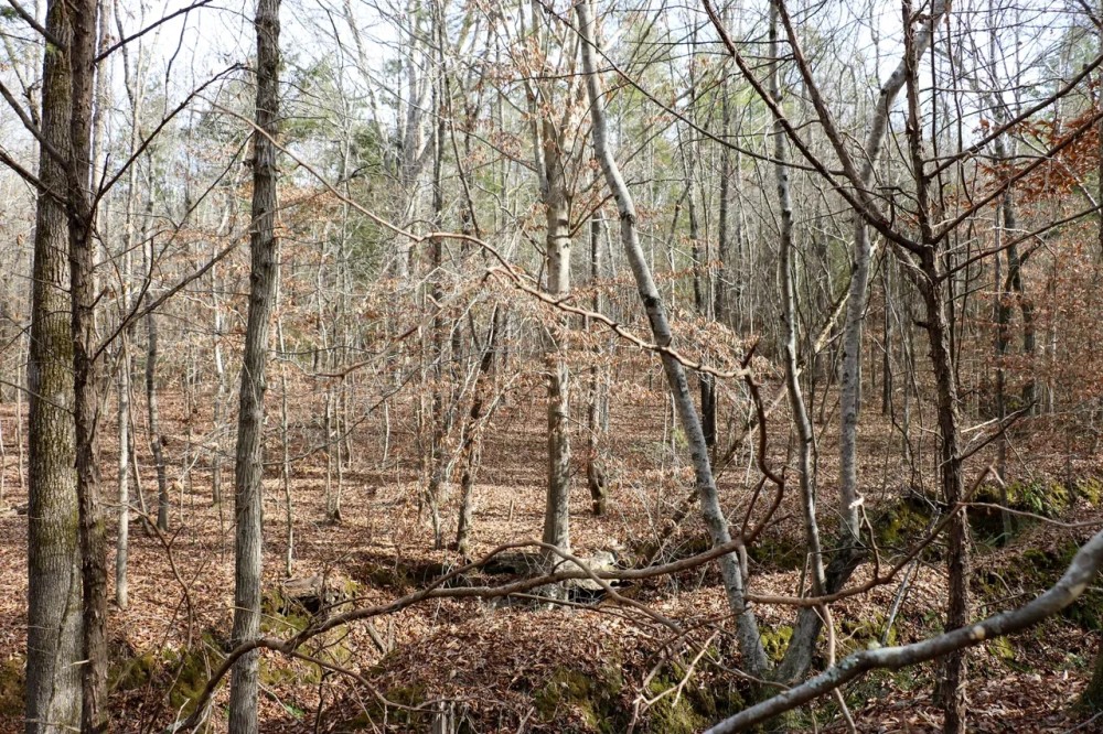 Lafayette County - 115 Acres featured image