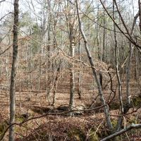 Lafayette County - 115 Acres