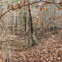 Lafayette County - 115 Acres images 4