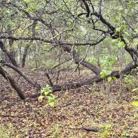 15 Acres in Lampasas images 2