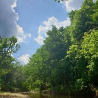 Ozarks Cattle Farm in Caulfield MO for Sale images 3