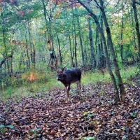 2270 Shuler Branch Road Ethridge TN 38456 images 2
