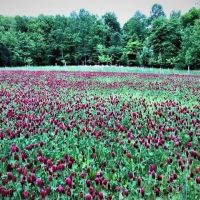 2270 Shuler Branch Road Ethridge TN 38456 images 4