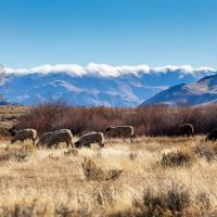 Pitchfork Cattle Company Ranch images 4