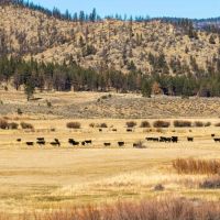 Pitchfork Cattle Company Ranch images 5