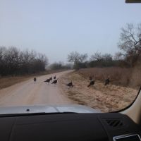 3200 acres Pearsall/Dilley high fenced long term