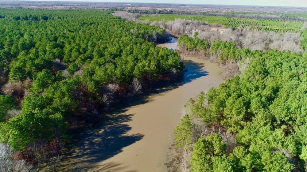 Bowie County Forest featured image