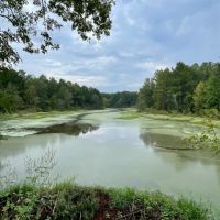 Bowie County Forest images 2