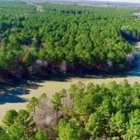 Bowie County Forest images 3