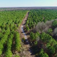 Bowie County Forest images 4