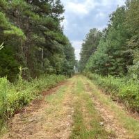 Bowie County Forest images 5