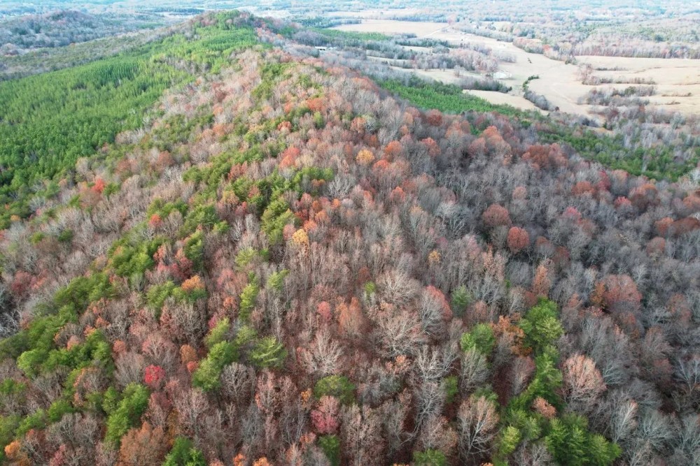 Colbert County Alabama 99 Acre Tract with Beautiful Scenic View featured image