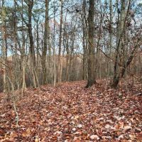Colbert County Alabama 99 Acre Tract with Beautiful Scenic View images 3