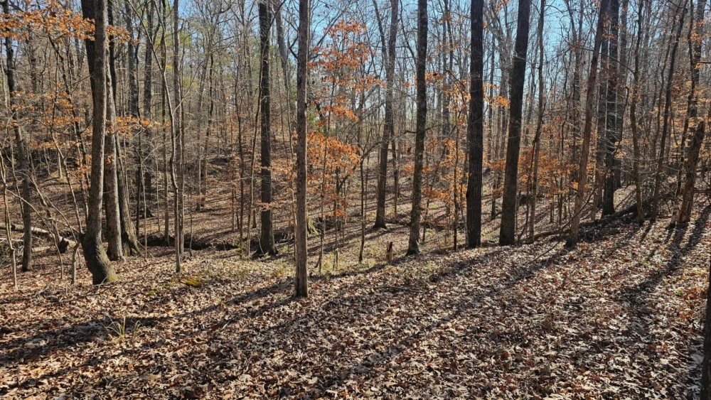 136 Acres in Carroll County MS featured image