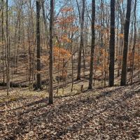 136 Acres in Carroll County MS