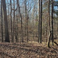 136 Acres in Carroll County MS images 3