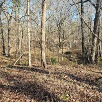 136 Acres in Carroll County MS images 4