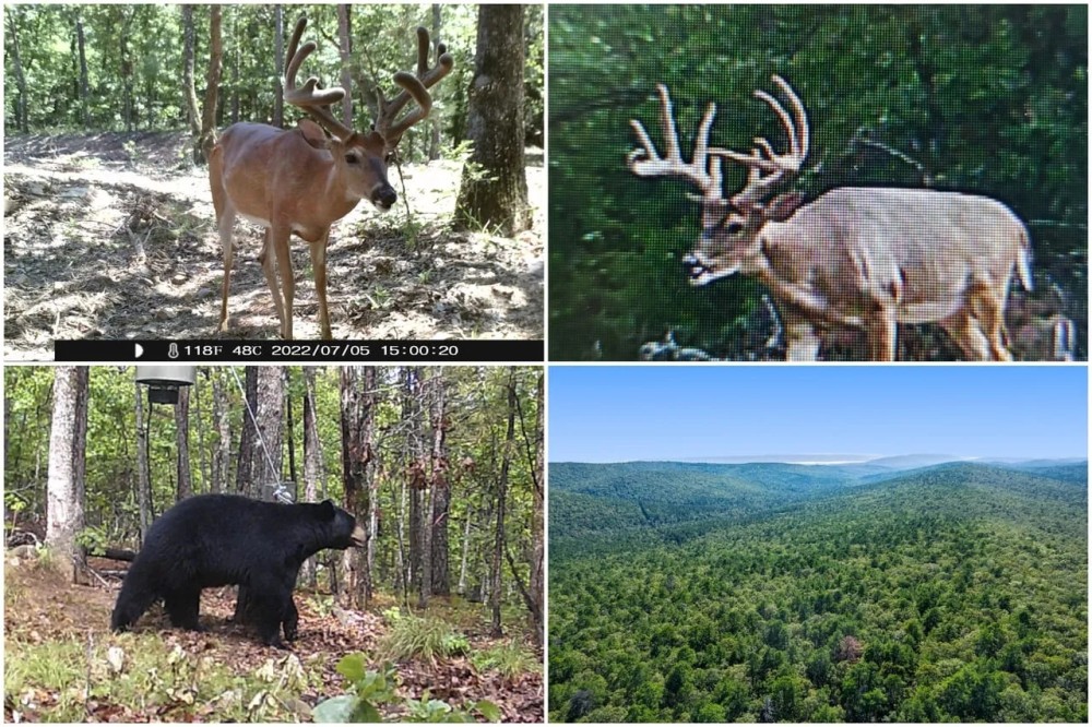 237 Acre Recreational Hunting Tract with Private Deeded Access featured image