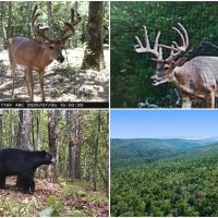 237 Acre Recreational Hunting Tract with Private Deeded Access images 1
