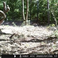237 Acre Recreational Hunting Tract with Private Deeded Access images 2