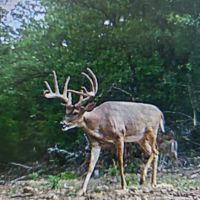 237 Acre Recreational Hunting Tract with Private Deeded Access images 3