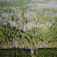 22 acres of Timber Land for Sale in Sussex County VA images 4