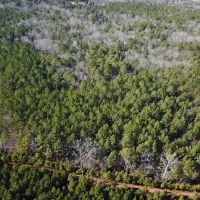 22 acres of Timber Land for Sale in Sussex County VA images 5