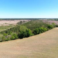 40.06 acres of Recreational and Residential Land for Sale in Marlboro County SC images 3