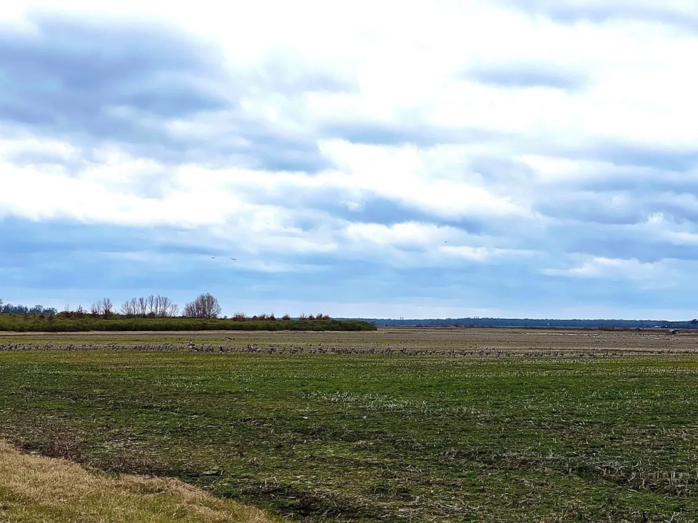 280 Stuttgart Rice Field featured image