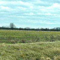280 Stuttgart Rice Field images 4