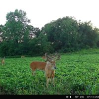64 - ACRES LAPORTE COUNTY HUNTING RECREATIONAL LAND FOR SALE images 5