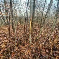 Hysell Run - 72 acres - Meigs County images 2