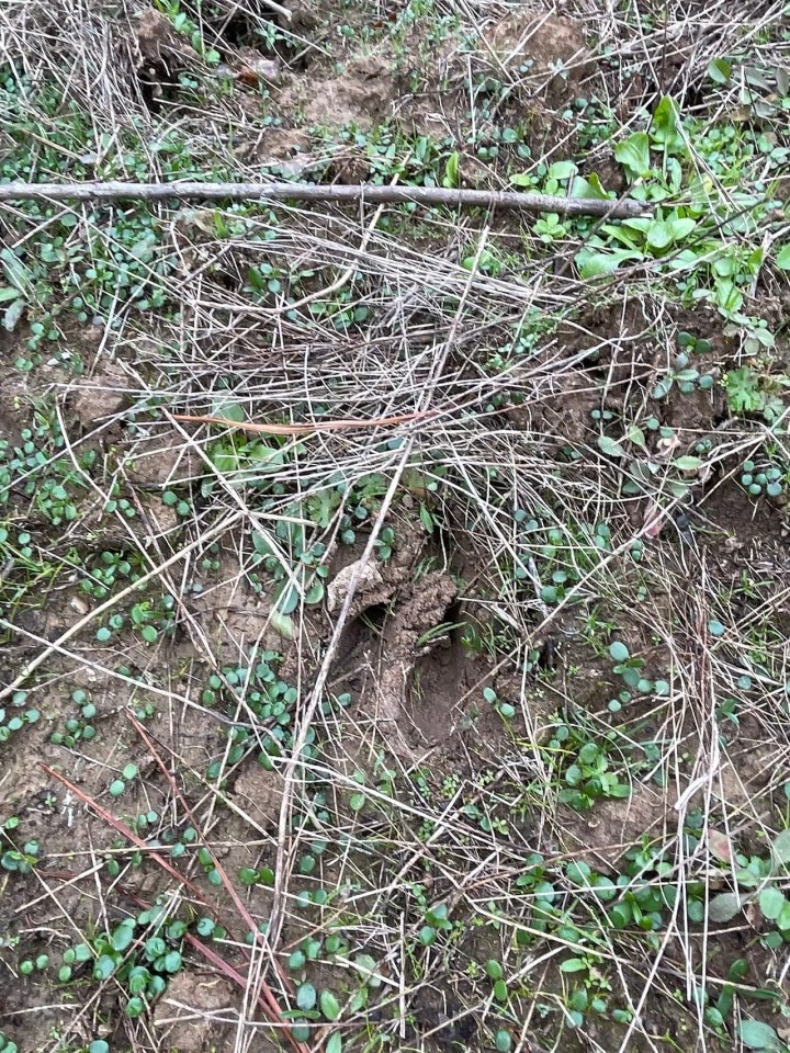 Waskom 123 Woodhauler Hunting Land for Sale