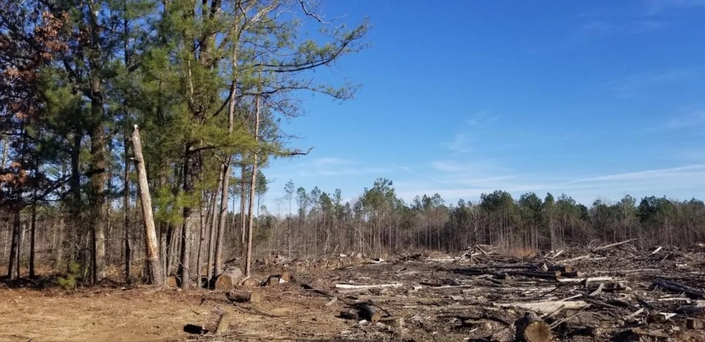 Highway 127 Tract B LaSalle Parish 64.15 Acres - featured image