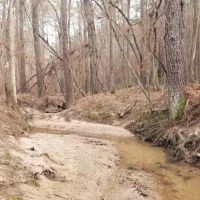 Highway 127 Tract B LaSalle Parish 64.15 Acres - images 5