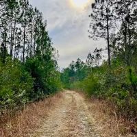 Mississippi Hunting Land For Sale Hancock County images 2