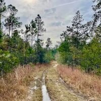 Mississippi Hunting Land For Sale Hancock County images 3