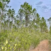 Mississippi Hunting Land For Sale Hancock County images 4