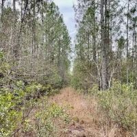 Mississippi Hunting Land For Sale Hancock County images 5