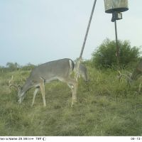 3,200 acre MLD 3 lease in Maverick County, Texas, need 3 spots
