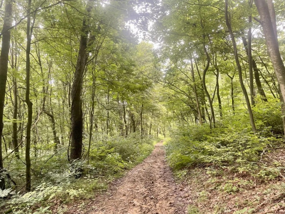 Route 982- Latrobe- 47.9 Acres featured image