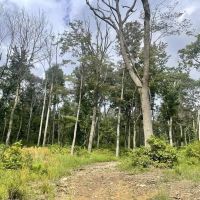 Route 982- Latrobe- 47.9 Acres images 5