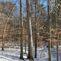 Land For Sale in Owen County IN 61 Acres - images 4