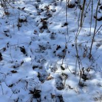 Land For Sale in Owen County IN 61 Acres - images 5