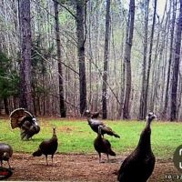 State Line 235 Acre Farm with Cabin images 2