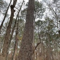 Karnack 22 DD images 5