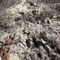 Hughes Springs 72 DD images 2