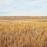 Roscoe Pivot and Grass-Absolute Auction images 3